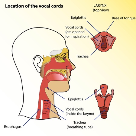 Medical poster  Location of the vocal cords of man のイラスト素材