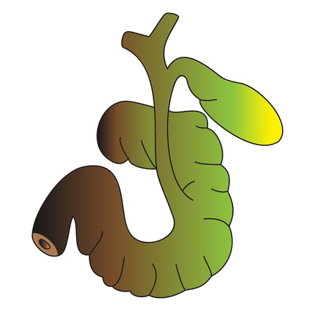 Image of human organs - the duodenum and gall bladderのイラスト素材