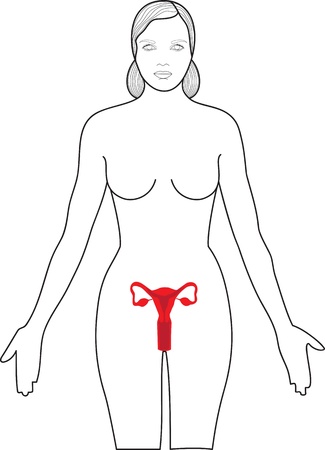	Uterusのイラスト素材