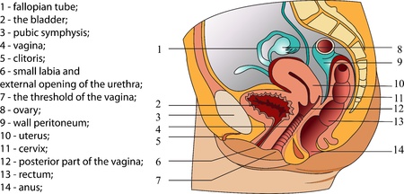 Illustration of female reproductive system  poster のイラスト素材