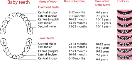 Illustration depicting the sequence of eruption of ï¿½rimary teeth  poster のイラスト素材