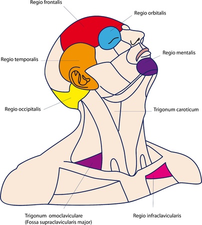 The areas of the human head and neck  Medicine color posterのイラスト素材