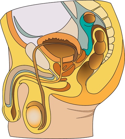 	Male reproductive systemのイラスト素材