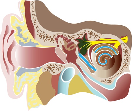 Vector illustration of human ear  Sectionのイラスト素材