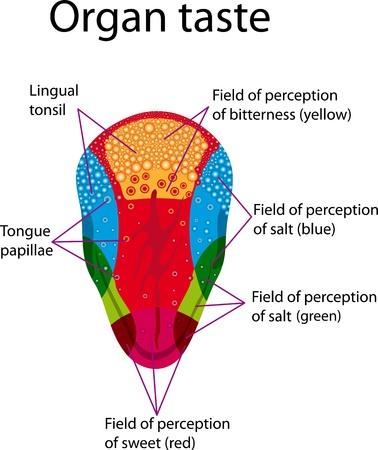 Educational posters depicting the distribution of areas of human tongue  Organ tasteのイラスト素材