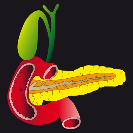 Pancreas and gallbladderのイラスト素材