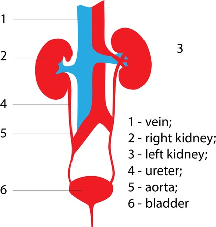 Kidneys  Urinary system  Illustration  Poster のイラスト素材
