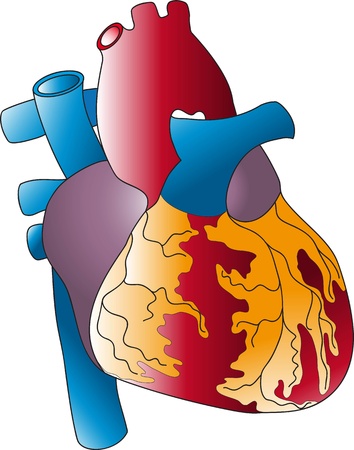 The Illustration of the human heartのイラスト素材