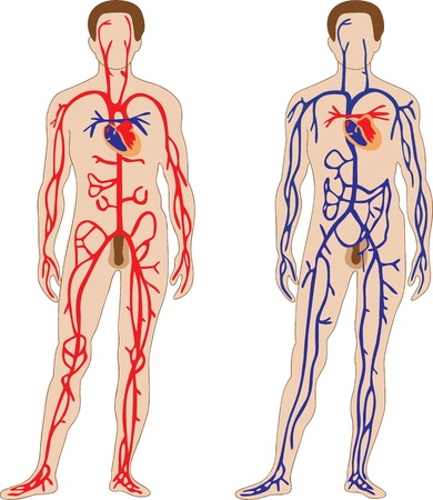 The schematic representation of the human cardiovascular systemのイラスト素材