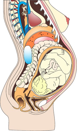 anatomy baby1のイラスト素材