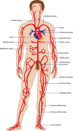 Educational poster for medicine, representing the arterial systemof man and the names of its individual parts のイラスト素材