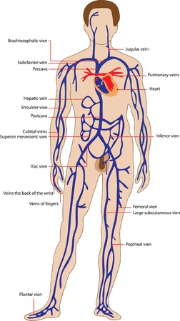 Educational poster for medicine, representing the venous system of man and the names of its individual parts のイラスト素材