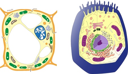 Plant cell and animal cell  Sectionのイラスト素材