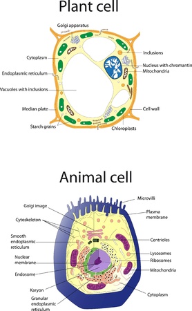 Plant cell and animal cell  Educational posterのイラスト素材