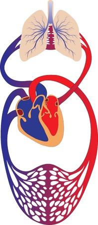 Schematic representation of the human circulatory system のイラスト素材