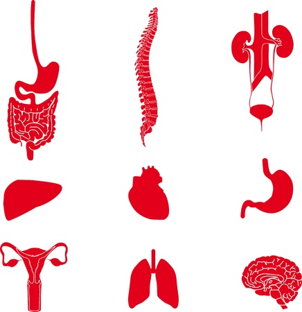   A set of images of human organs1のイラスト素材