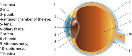 Structure of human eye  section   Poster のイラスト素材
