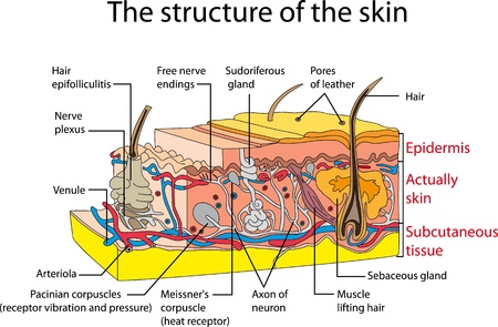 Skin cross section  Educational posterのイラスト素材