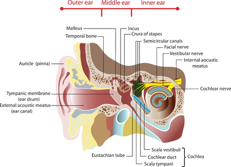 Anatomy of the human ear  Posterのイラスト素材