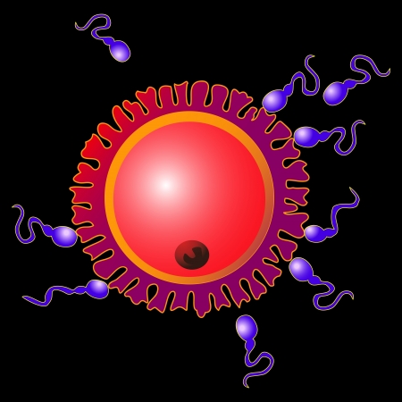 Ovum surrounded by many spermatozoonsのイラスト素材