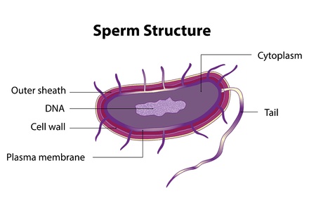 The structure of the sperm cell  Medical poster のイラスト素材