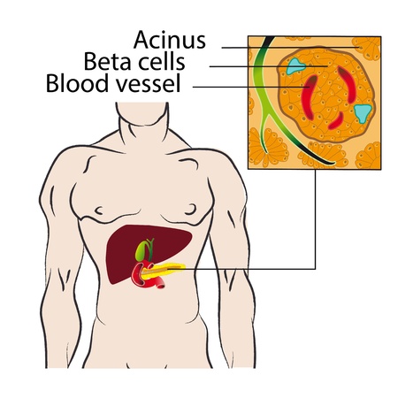 Beta-cells of the pancreas that produce insulin