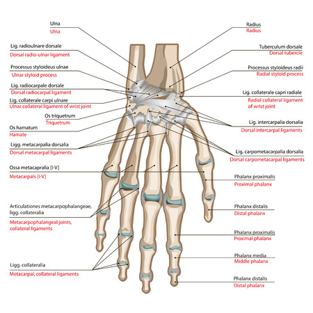 Bones and ligaments of the back side of the hand. Medical poster