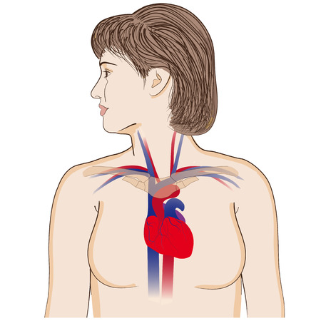 Heart location in the chestのイラスト素材