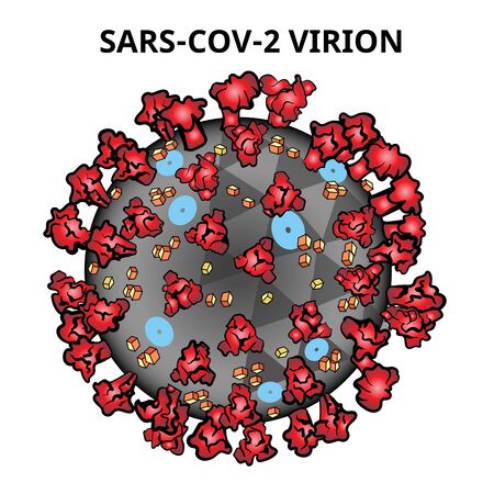 Coronavirus SARS-CoV-2 medical vector illustrationのイラスト素材