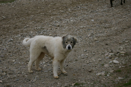 A little sheepdog looking into the camera.