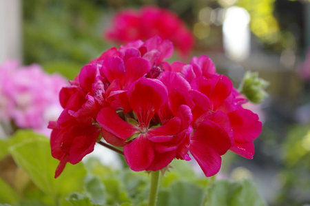 Close plan of red flower