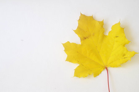 Maple leaf isolated on whiteの写真素材