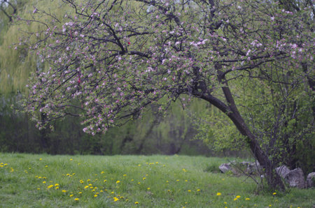 Tree with pink flowers and martenitsasの写真素材
