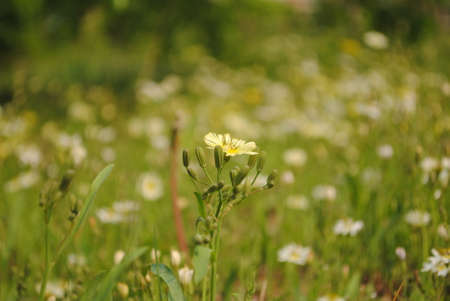 loneliness floret, exceeds grassland,の写真素材