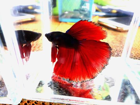 beautiful fishの写真素材