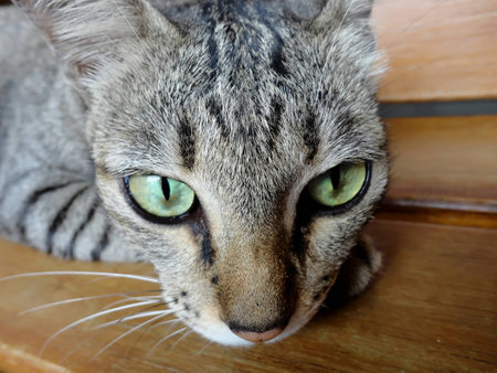 a catの写真素材