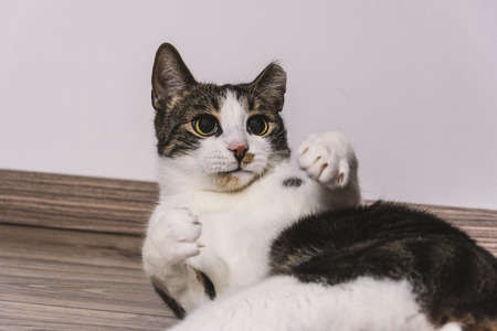 Cat on floor sweet eyesの写真素材