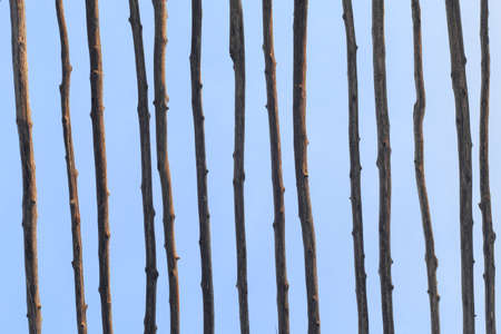 wood backgroundの写真素材