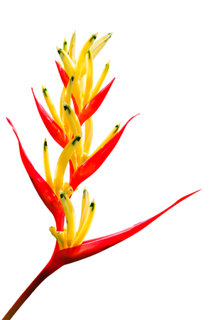 Bird of Paradise on White Backgroundの写真素材