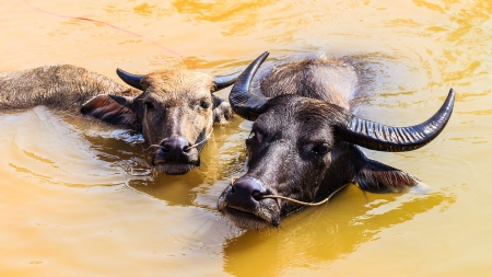 Local Thai Buffalos are Taking a bath in Swampの写真素材