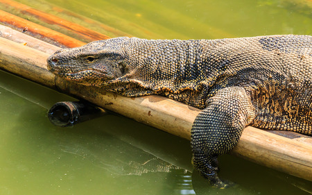 Water komodo is Sunbathing on Bamboo Raft in Lakeの写真素材