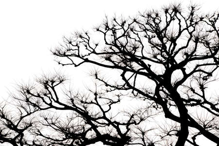 Silhouette Tree and Branch on White Backgroundの写真素材