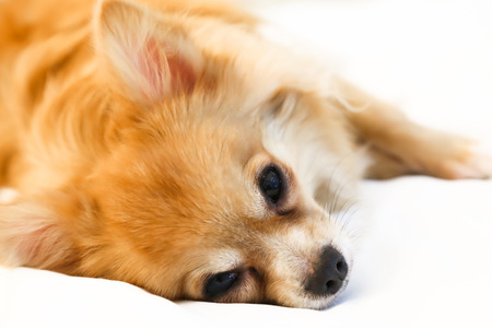 Young Brown Chihuahua on White Backgroundの写真素材