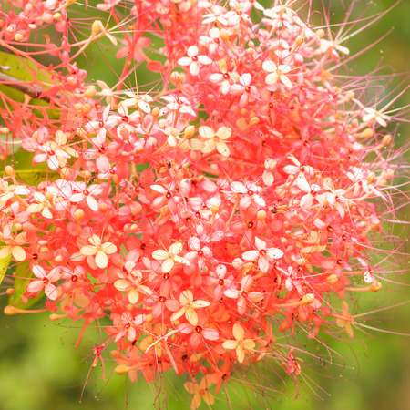 Closeup of Red Saraca on Pink 