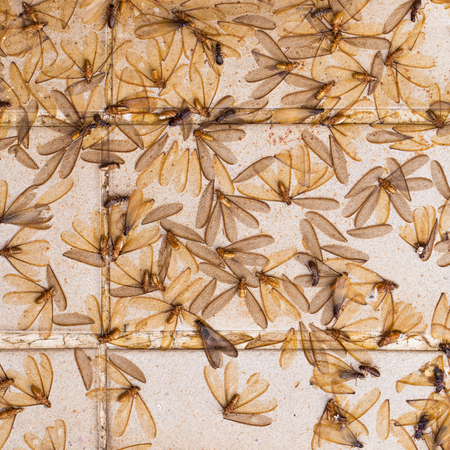 Crowd of died alates in mating season before raining time (soft focus at the middle of crowd)の写真素材