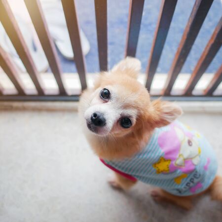 Young brown puppy dog, Lovely chihuahua stuck in house near grille steel door by pleading eyes with flare light of hopeの写真素材