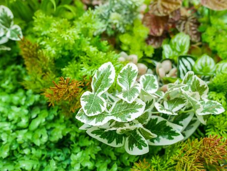 Interior wall decoration, Closeup artificial vertical green garden background of tropical rain...