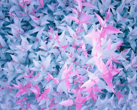 Abstract fantasy background, Sweet pink leaf in vintage tone, Australian rose apple are sprouting on gray colorの写真素材