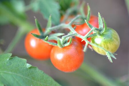 tomato with leaf backgroundの写真素材