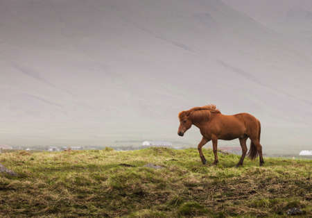 Icelandic red horse walking on a green valley in the mountainsの写真素材